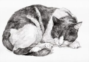 ペン画　眠り猫